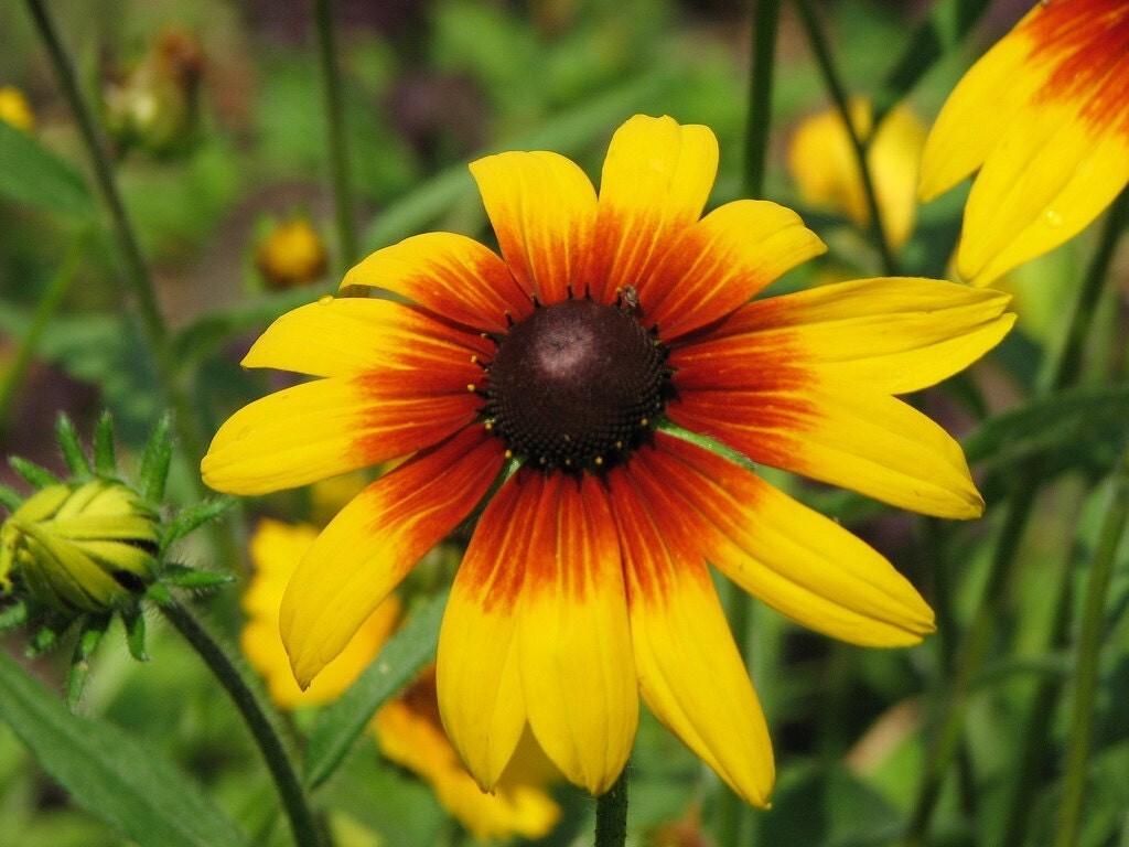 100 Seeds| Gloriosa Daisy Seeds #N005