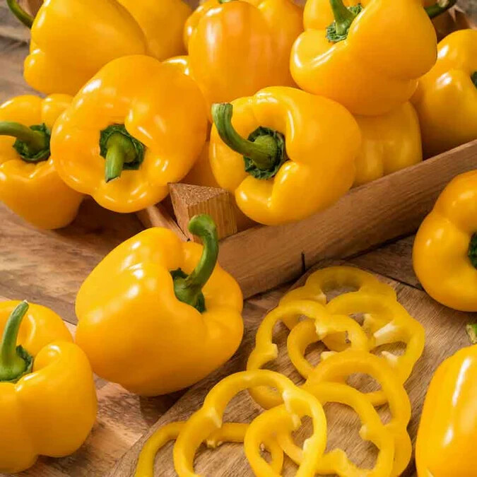 Golden California Wonder Sweet Bell Pepper Seeds (30) / ORGANIC / FLORIDA GROWN