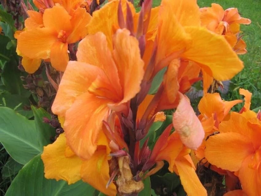 20+ Mixed Canna Lily Seeds – Tropical Perennial Flowers, Green Leaves for Garden