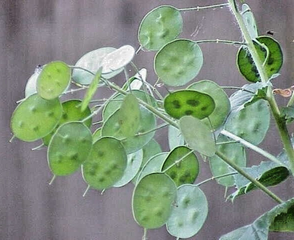 Burpee Money Plant Lunaria Seeds Perennial 500 mg. Full Sun or Part Shade Packet