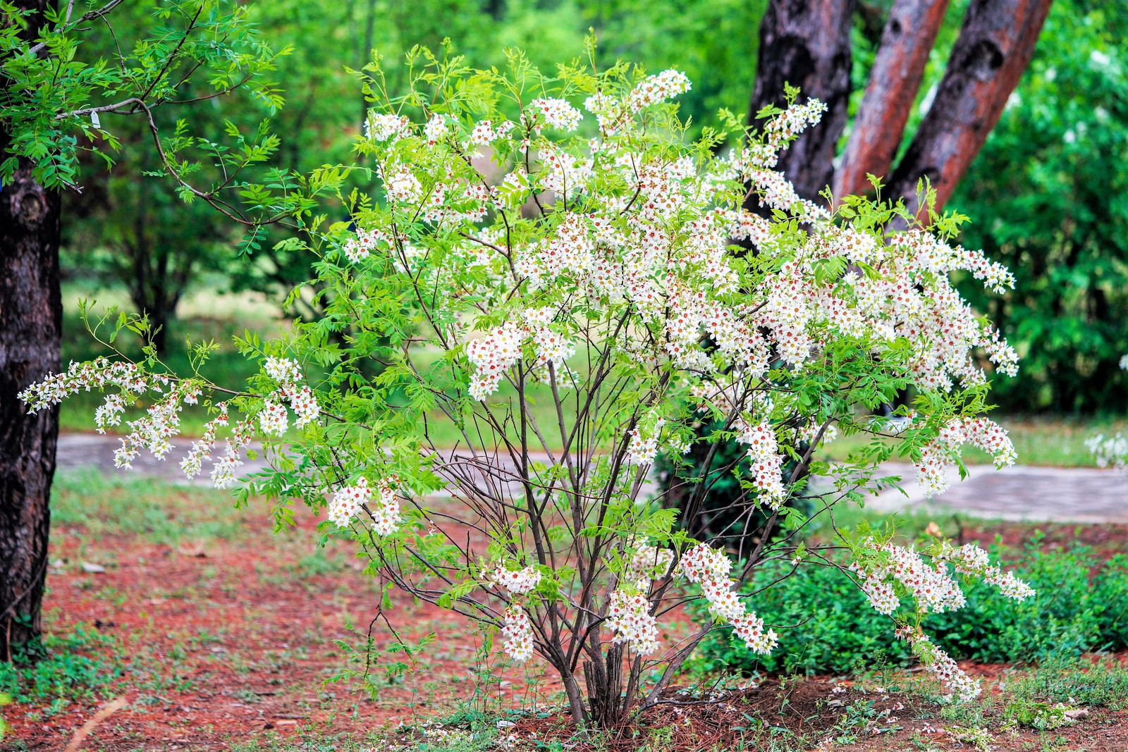 5 YELLOWHORN TREE Xanthoceras Sorbifolium aka Goldenhorn, Raintree, Chinese