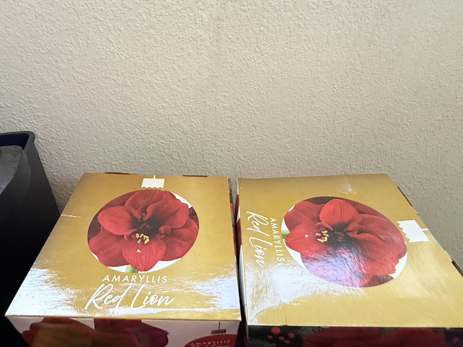 Lot of 2: Red Lion Amaryllis Indoor Grow Kits- Brand New & Factory Sealed