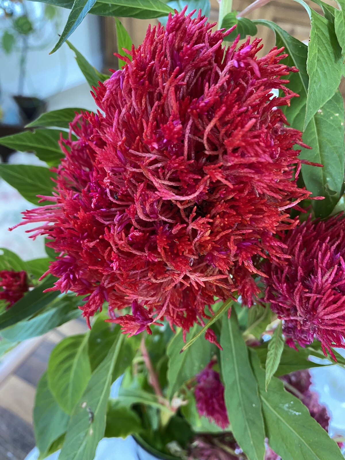 Chinese Wool Flower RARE 🇺🇸 Seller Check My Store For More