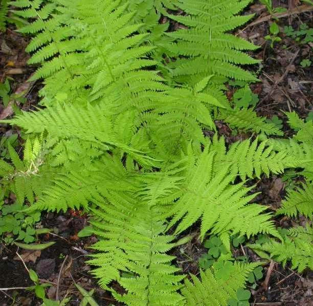 20 Hay Scented Fern Clumps of 10-12 Rhizomes – Dennstaedtia punctilobula