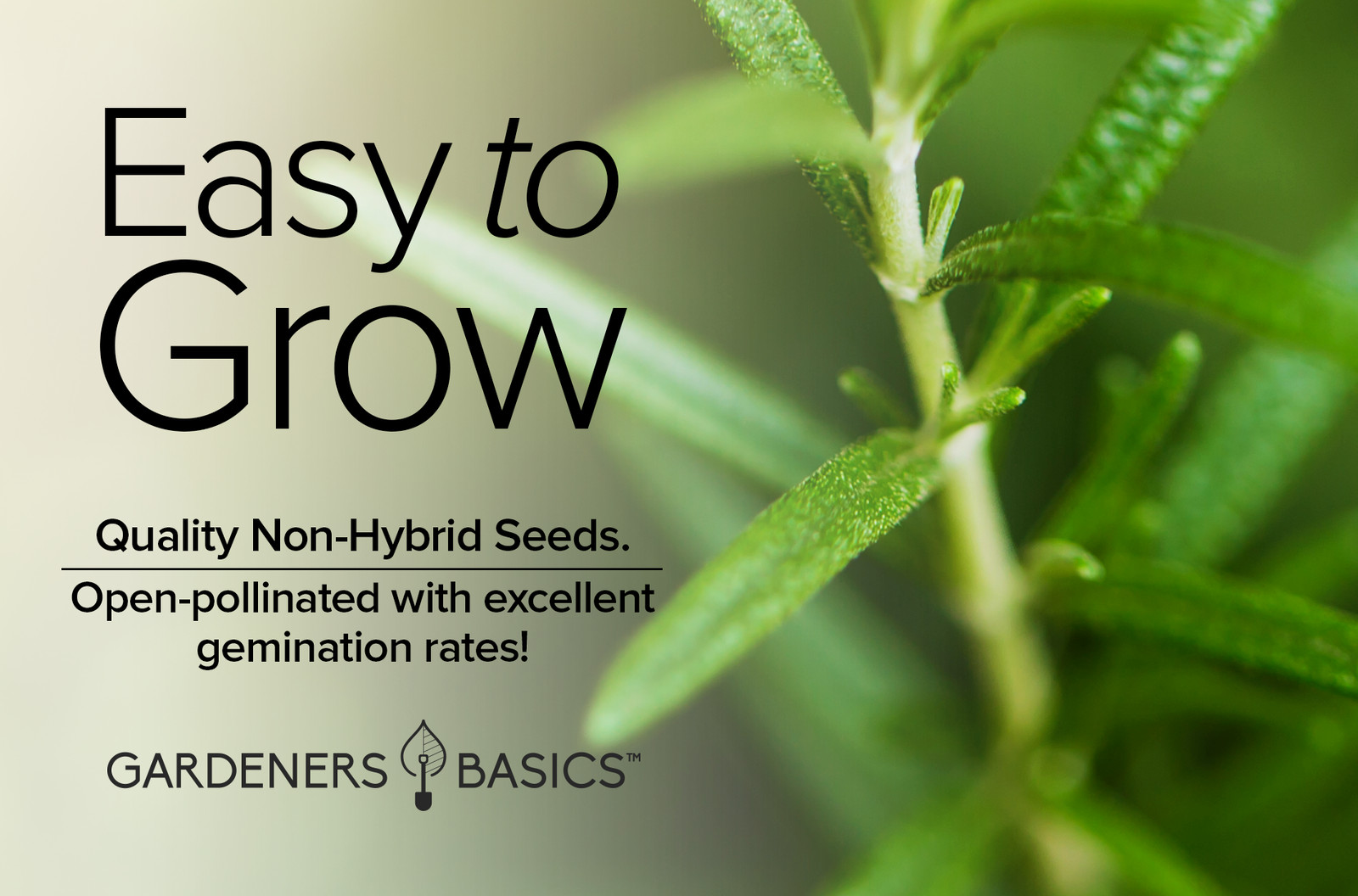 Rosemary Seeds