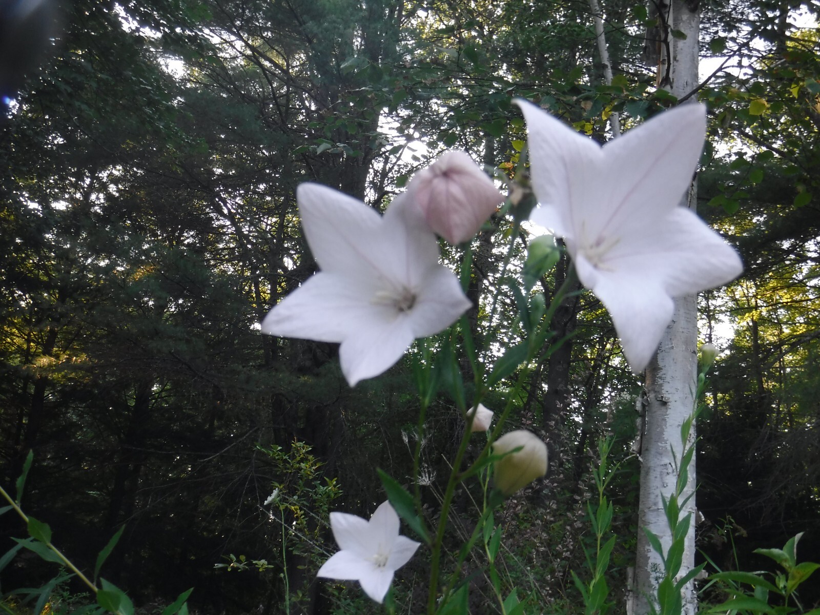 Platycodon grandiflorus, Balloon flower mix 35+ perennial seed