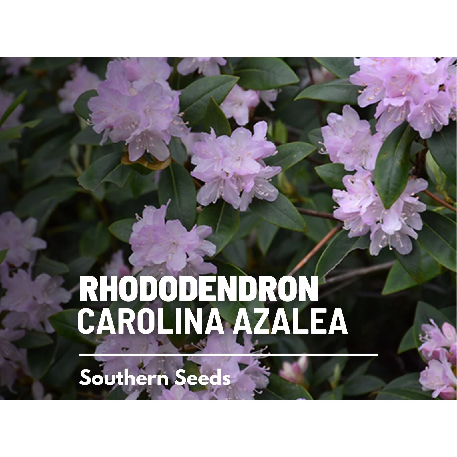 Rhododendron, Carolina Azalea (Pink Purple) – 100 seeds – Heirloom Flowering Sh