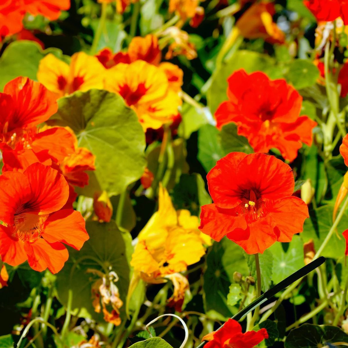 Dwarf Jewel Mix Nasturtium Seeds | USA Garden Flower Orange Yellow Seed for 2024
