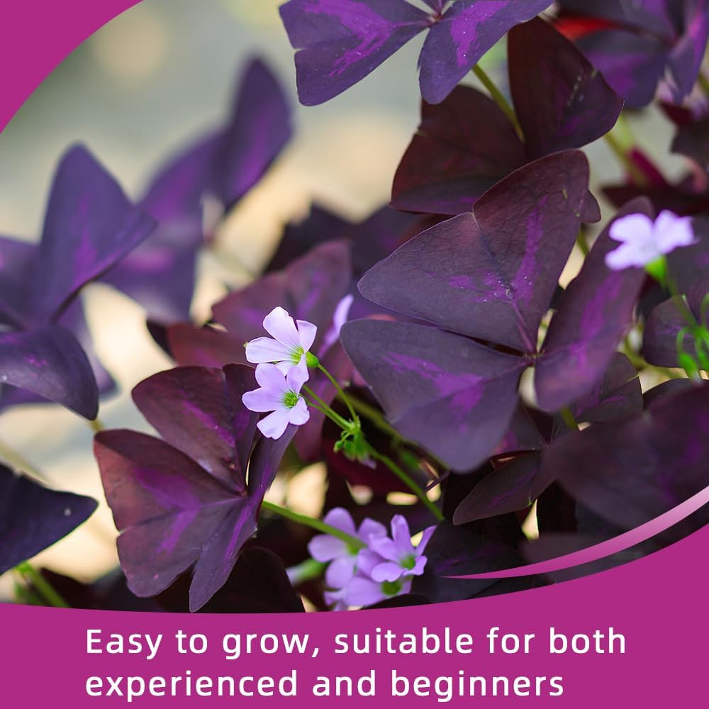 20PCS Purple Shamrocks Bulbs Good Luck Plant Oxalis Bulbs for Planting Indoor or