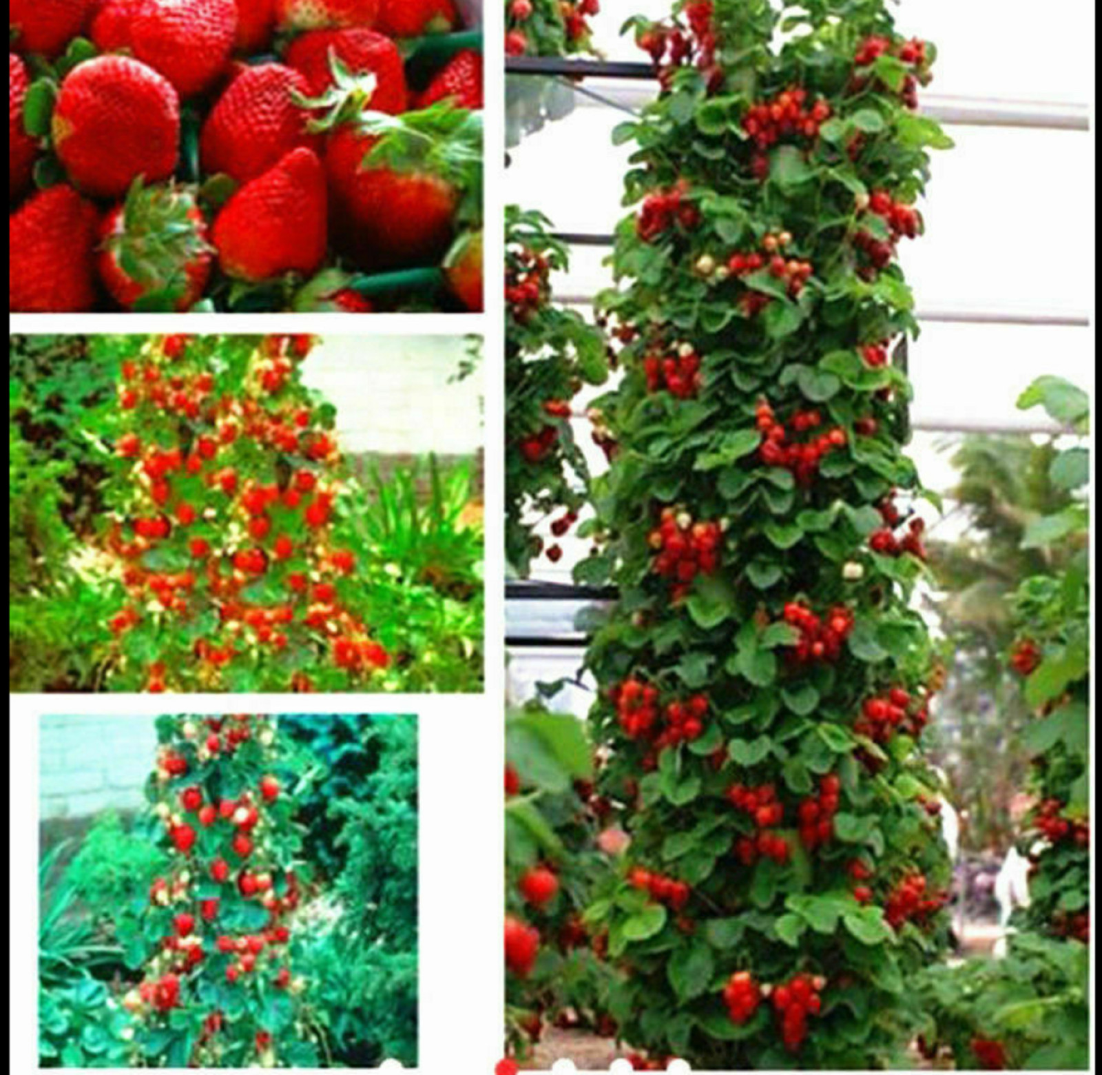 RARE CLIMBING GIANT STRAWBERRY fruit Tree 15 SEEDS -Combined Shipping Disc(USA)