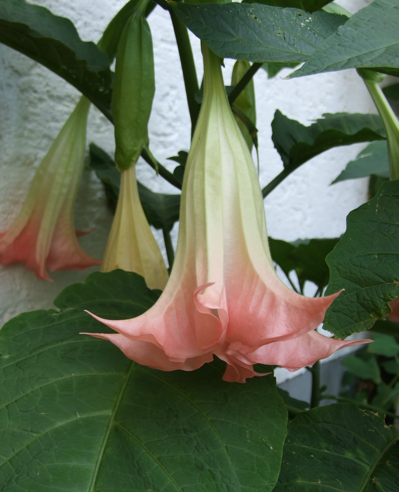 Brugmansia suaveolens PINK ANGELS TRUMPET Seeds!