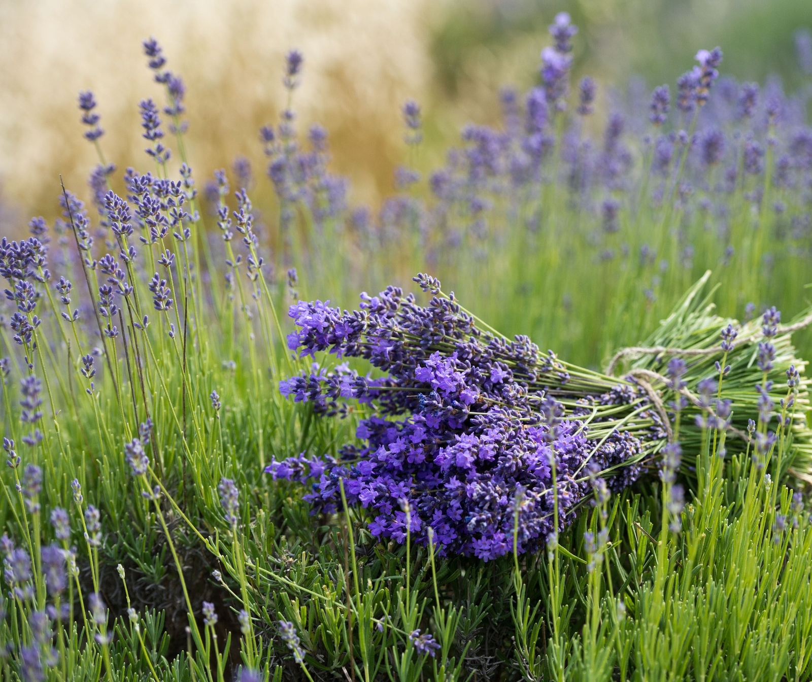 Vera English Lavender | Lavandula angustifolia | TALL Lavender | 100 SEEDS