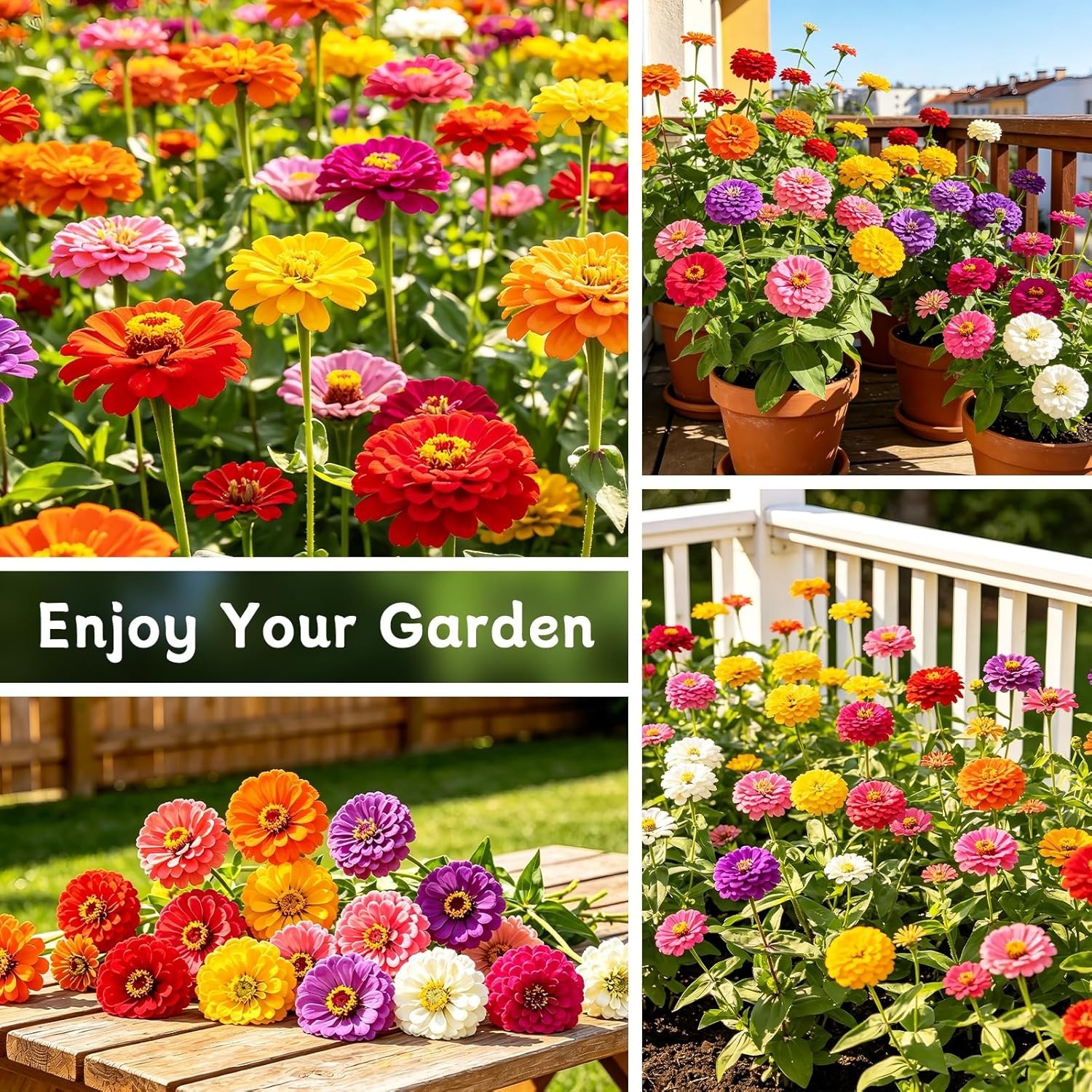 Zinnia Dahlia Seeds Pack for 2026 Non GMO 5000/6000+Flower Seeds|Vibrant Zinnia