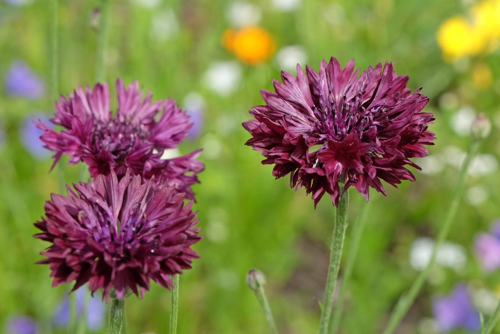 25 Black Garnet BACHELOR’S BUTTON / CORNFLOWER Centaurea Cyanus Flower Seeds