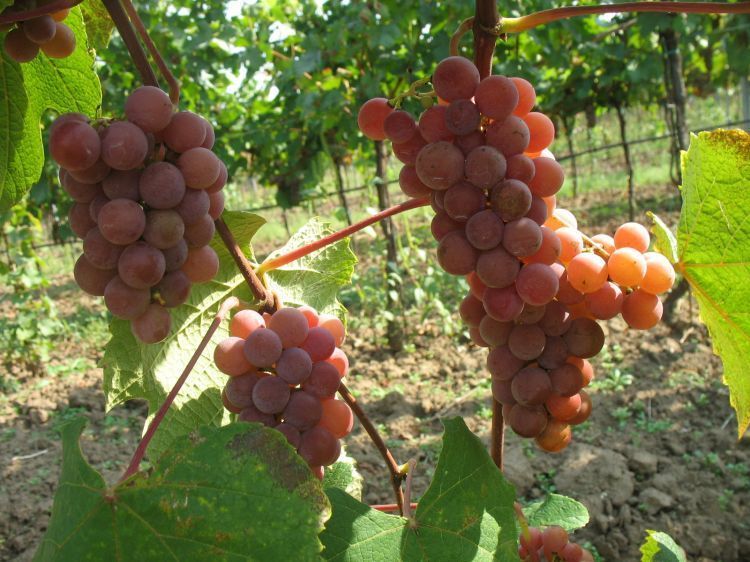 Vitis labrusca CATAWBA GRAPE Seeds!