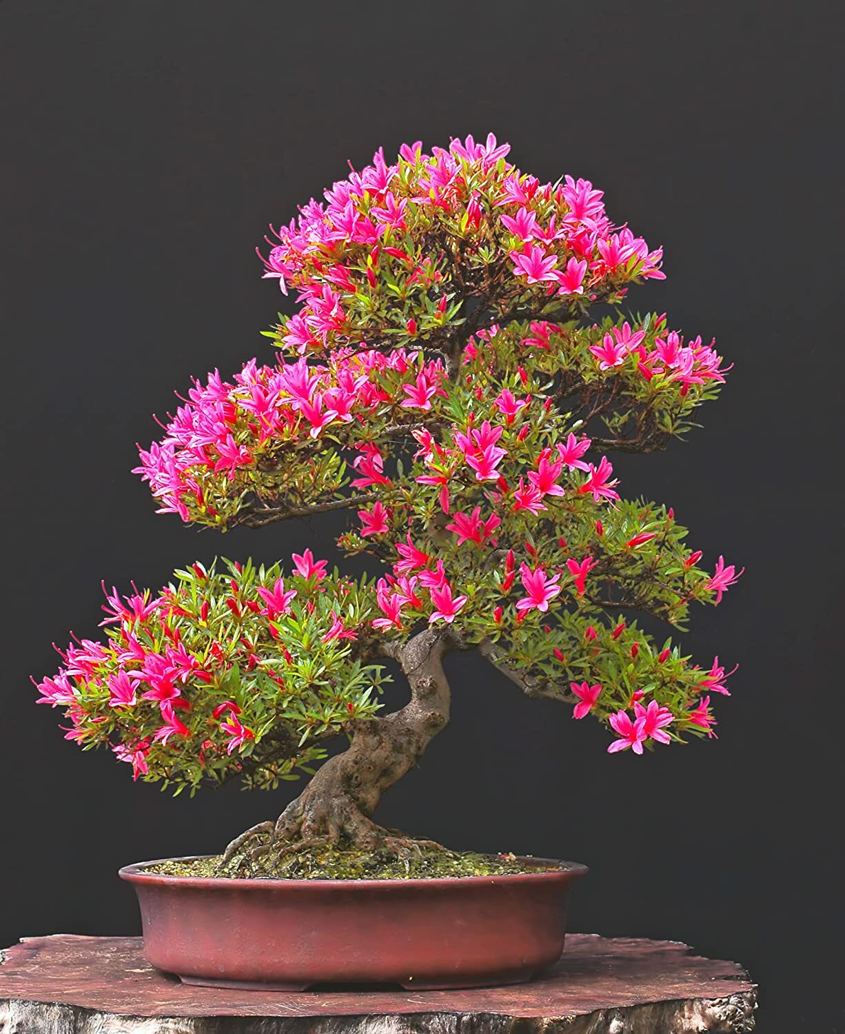 30 Royal Azalea Bonsai Tree Seeds to Plant Rhododendron schlippenbachii