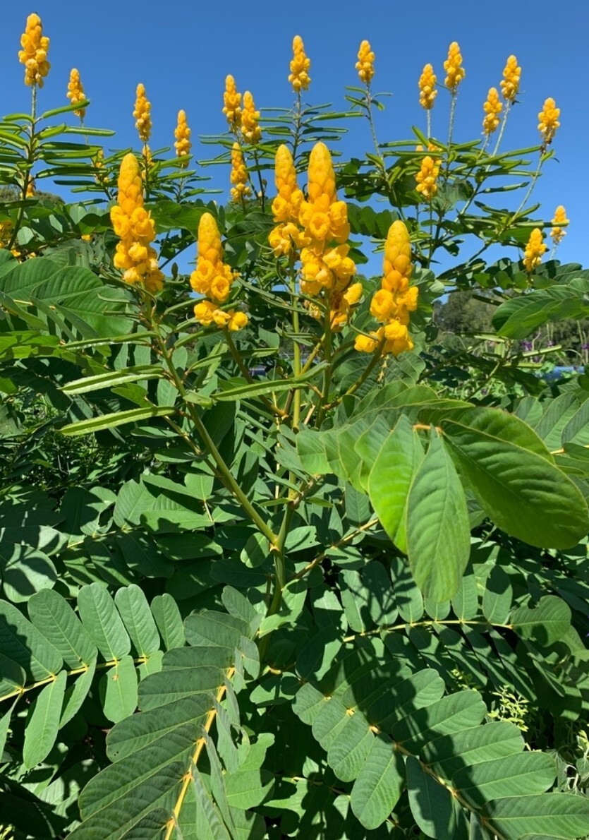 Candle Bush (10 seeds)fresh this season’s harvest from my garden {RARE & EXOTIC}