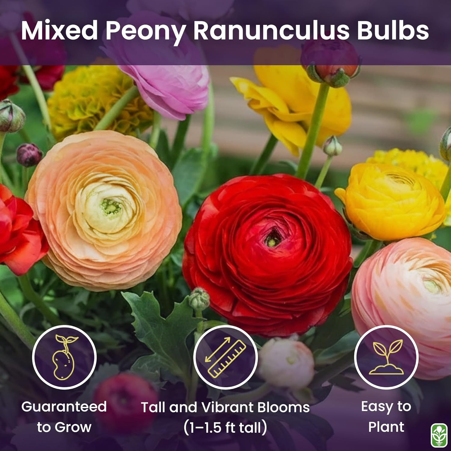 French Peony Mixed Ranunculus – 12 Largest Size Corms, Premium Ranunculus Bulbs,