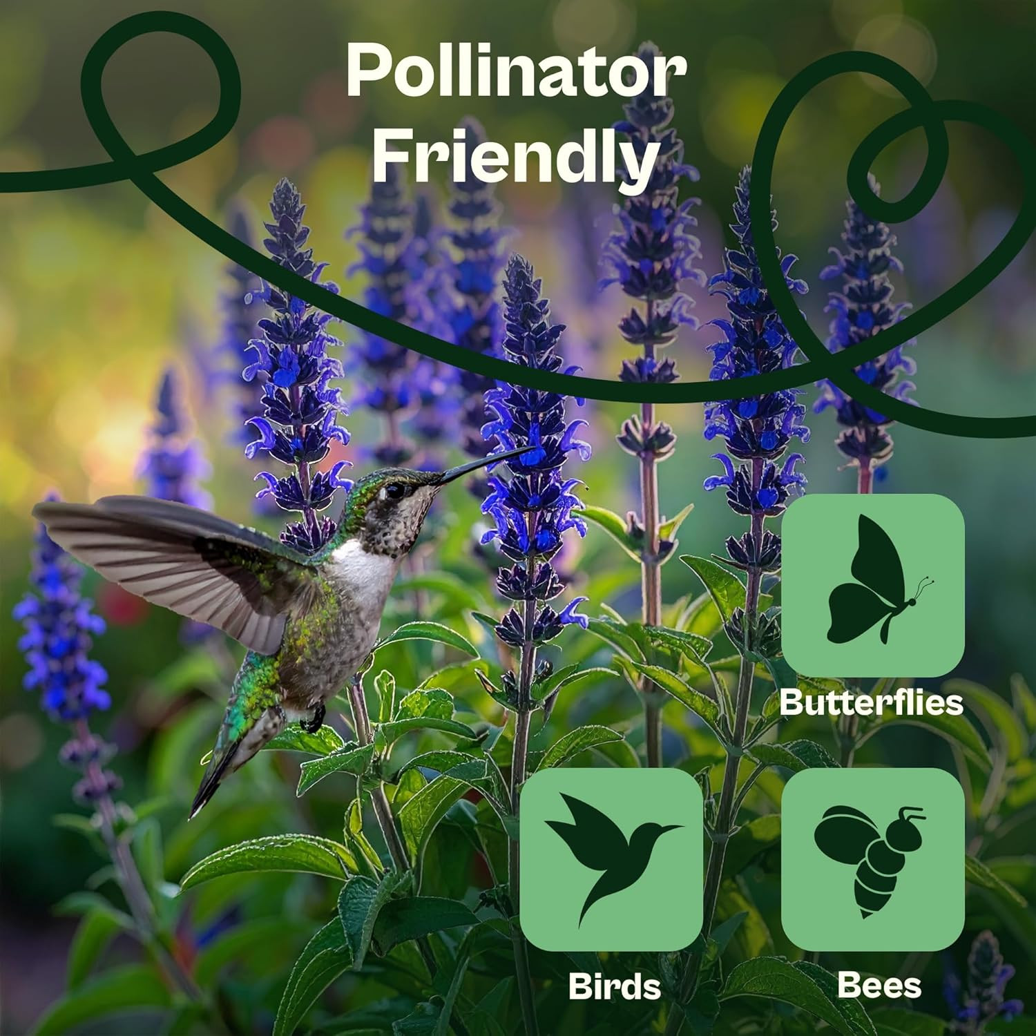 1000 Blue Sage Seeds for Planting (Salvia Farinacea) – Heirloom Sage, Salvia Per