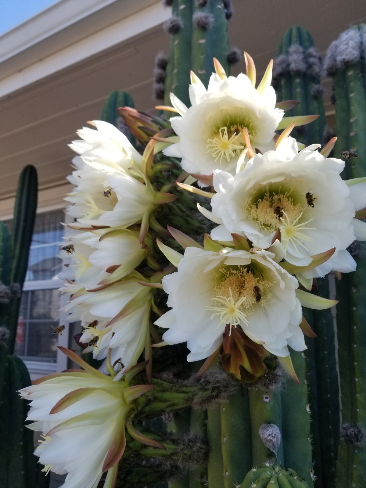 “Huachuma Peruvian Cluster LDSD” Trich. SPX PC. 2 -Ten inch Center cuts. .