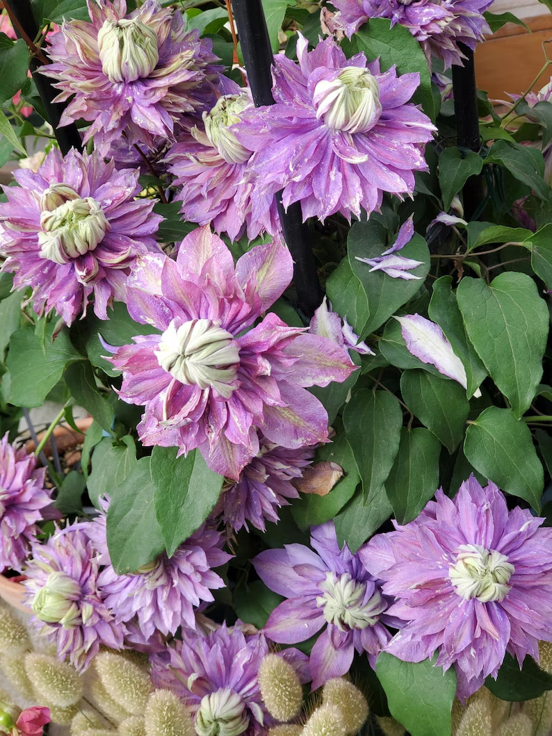 25 Clematis Seeds Flower Seed Perennial Flowers Vine “White Purple”