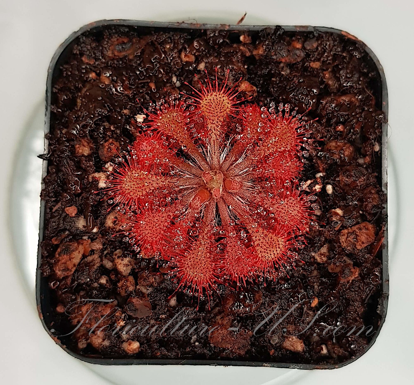 20+ Seeds, Drosera Spatulata, Sundew