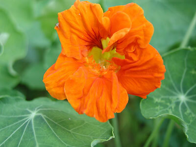Nasturtium Tall Single Scarlet 100 seeds