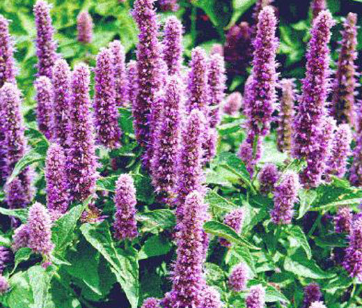 AGASTACHE GIANT HYSSOP LAVENDER BLUE Agastache Mexicana – 220 Bulk Seeds