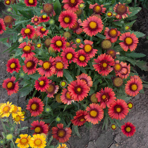 Perennial ARIZONA RED Gaillardia Blanket Flower Seeds Red Flower 25 Seeds