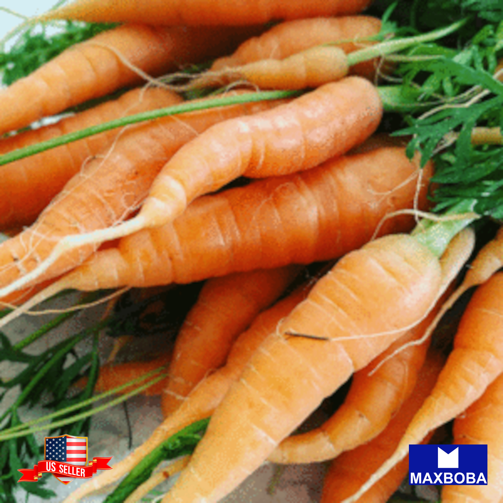 Carrot Seeds Kuroda Long 8″ Non-GMO Heirloom