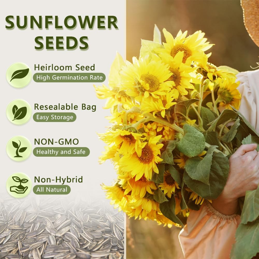 1000+ Sunflower Seeds for Planting Heirloom Non-GMO, Bulk Package of 15 Varie…