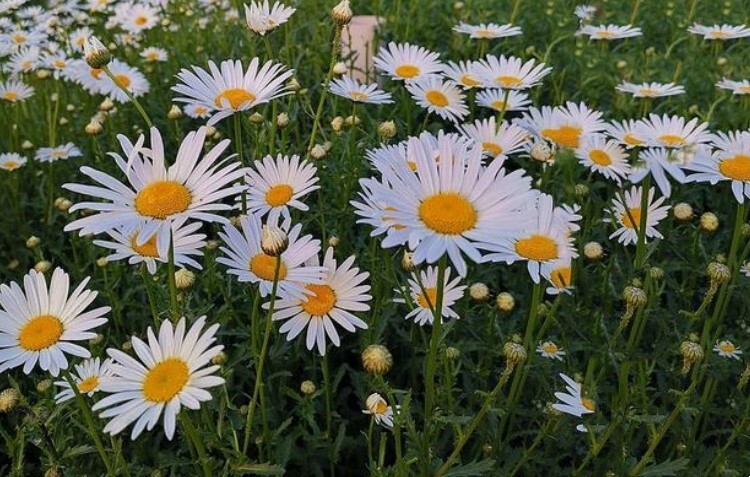 500+Alaska Shasta Daisy Seeds Hardy Perennial Garden Flowers USA