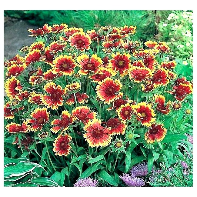 201+INDIAN BLANKET FLOWER Seeds Annual Native Wildflower Drought Heat Container