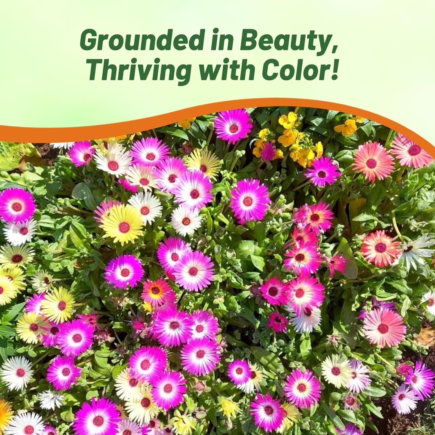 5000 Seeds Ice Plant Seed Mix For Planting – Livingstone Daisy Ice Plant