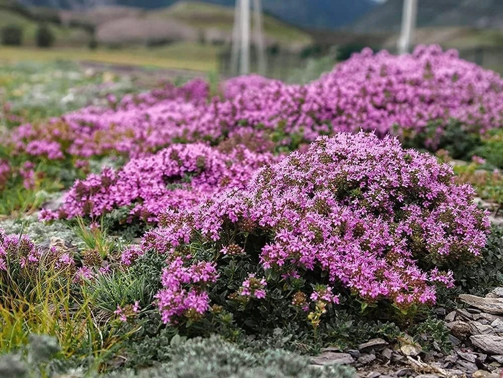 10000+ Mix Creeping Thyme Seeds Wild Creeping Thyme Seeds for Planting