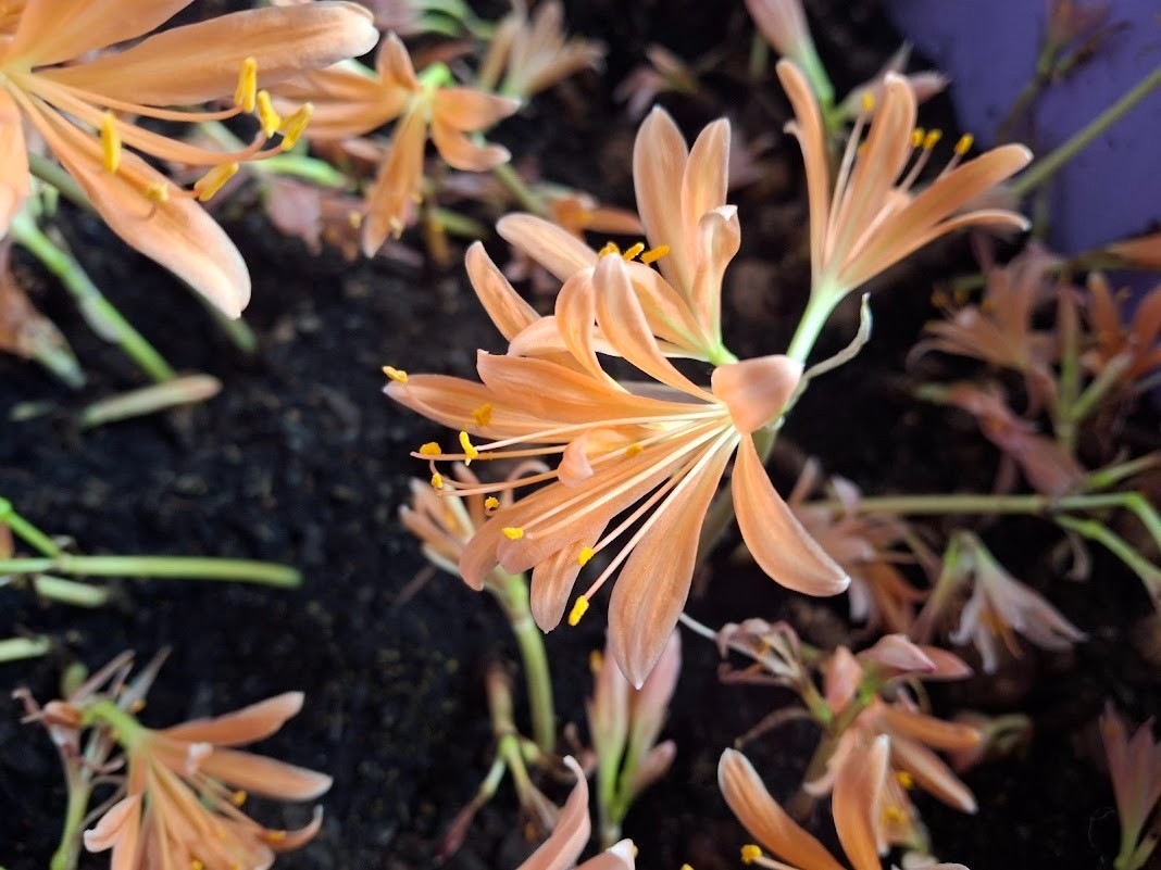 3 ORANGE Spider Lily Bulbs Lycoris Sanguinea from Japan