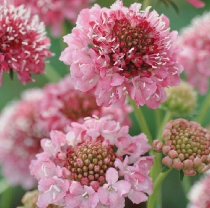 30 Scabiosa Salmon Rose seeds