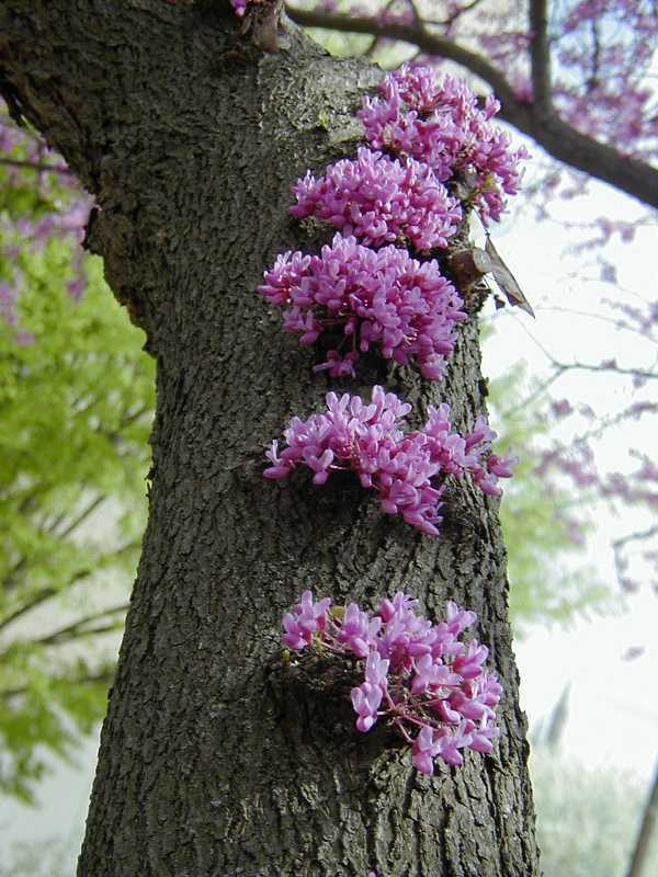 Cercis Canadensis, Eastern Redbud Cold Hardy Flowering Tree 20 Seeds