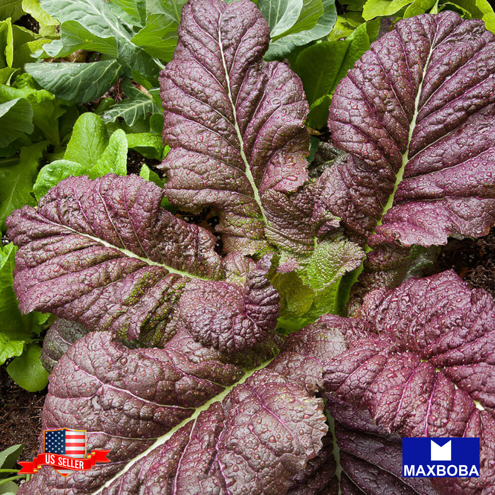 1200 Mustard Seeds Japanese Red Giant Non-GMO Heirloom Garden BOGO 50% OFF