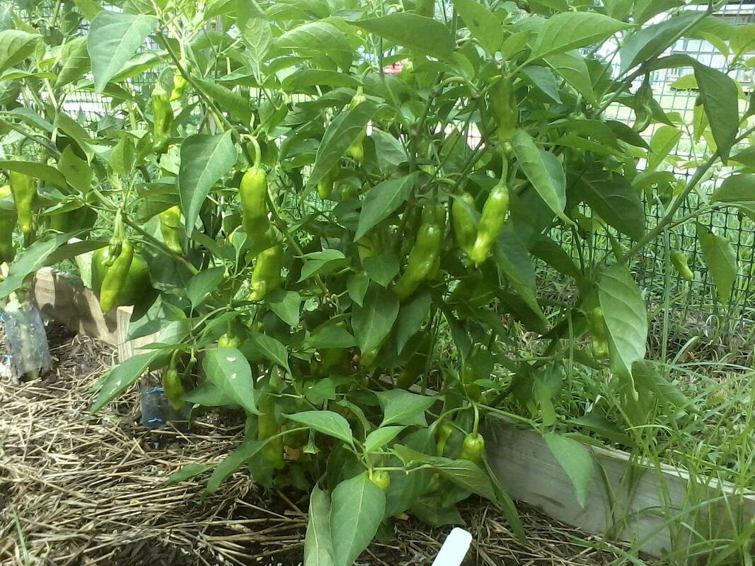 Italian Pepperoncini Pepper Seeds | Sweet | Heirloom | Organic | Pickling