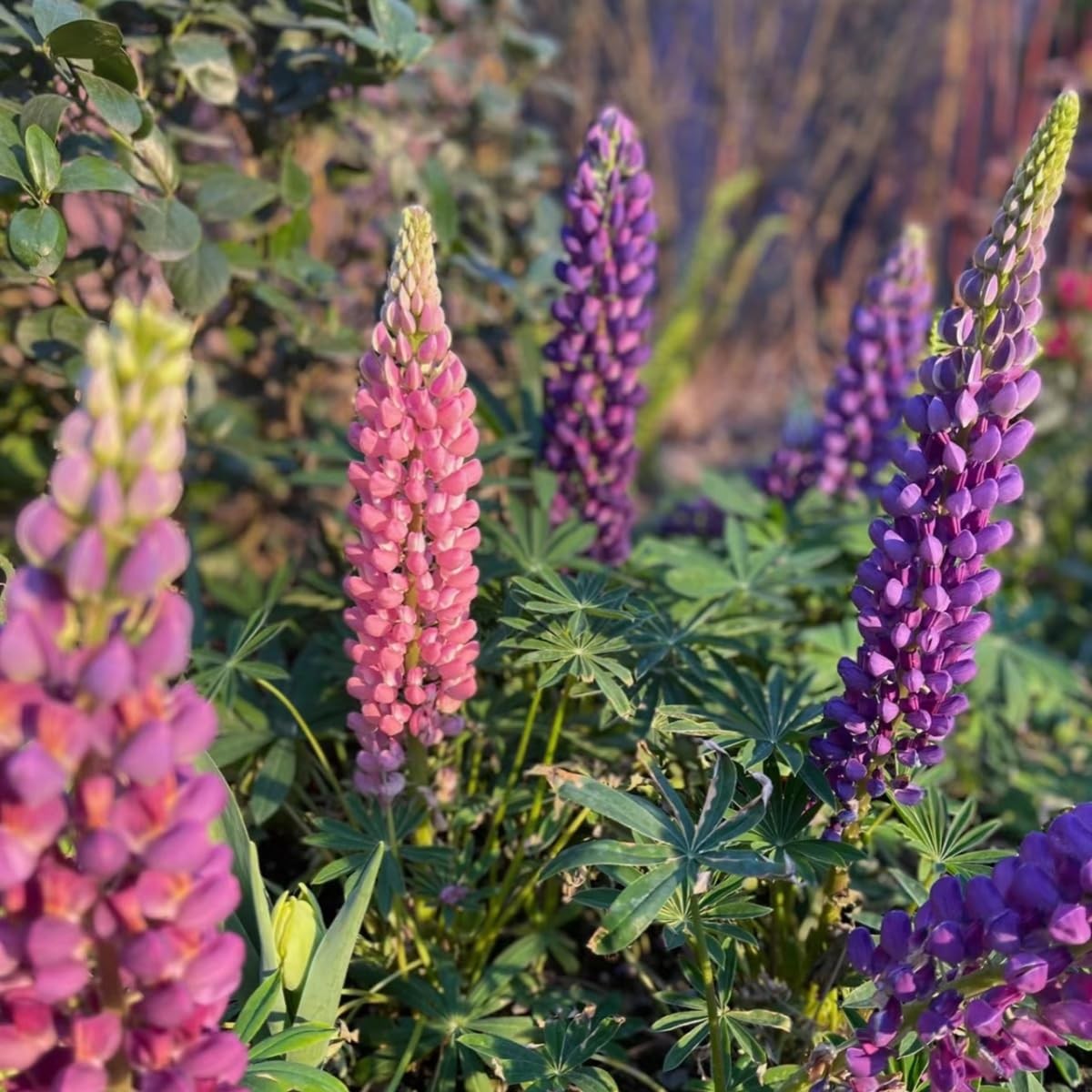 500 PCS Russell Lupine Seeds Mix Color Wildflower Perennial Giant Plants