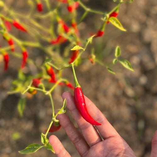 Sanam Chili Pepper Seeds (20) / Hot Spicy / Indian Cuisine / Rare