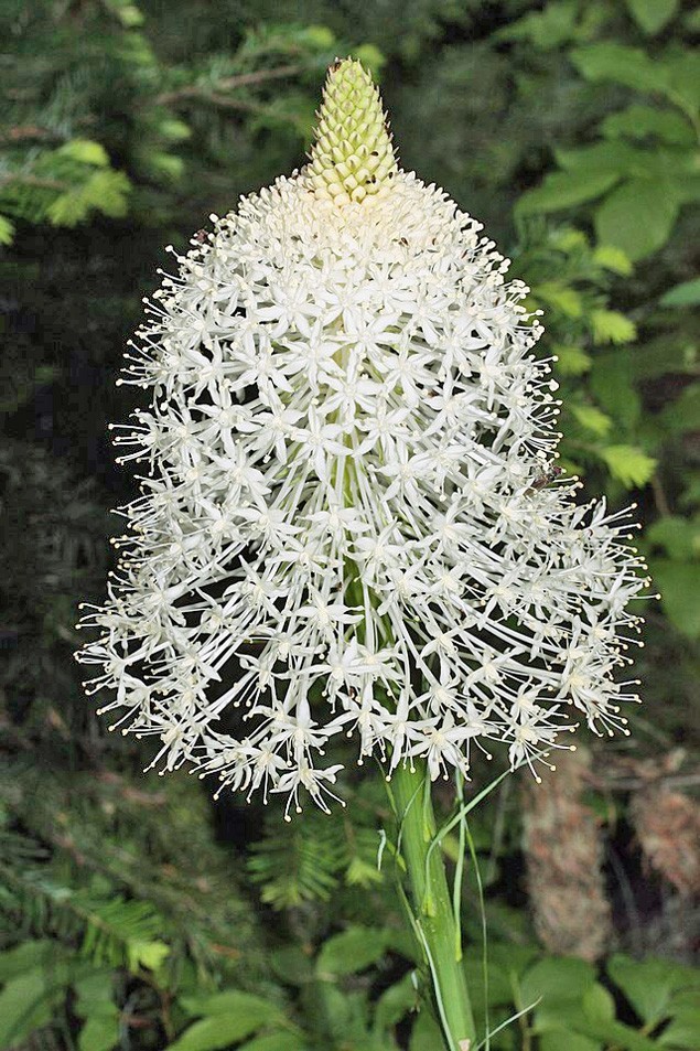 Xerophyllum tenax | Beargrass | 100 Seeds