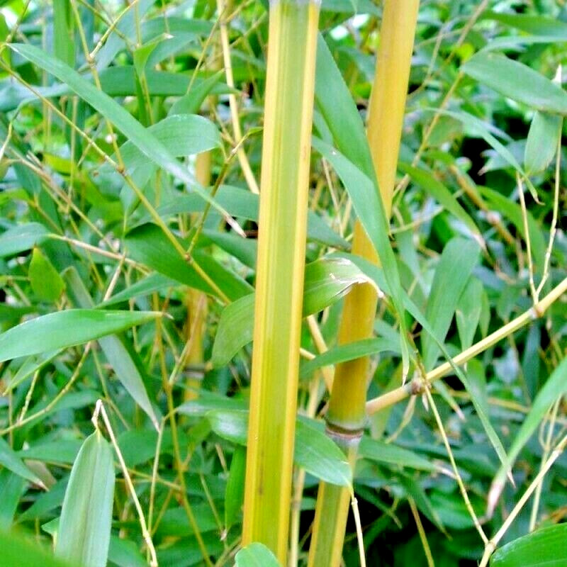 10 SPECTABILIS BAMBOO SEEDS – Phyllostachys Aureosulcata ‘Spectabilis’