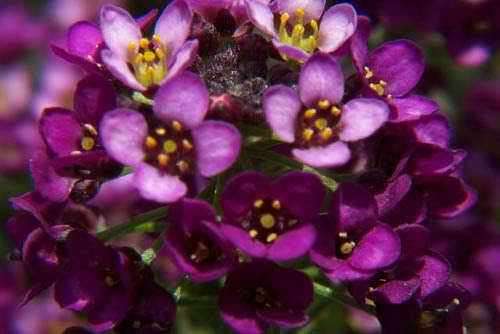 100 EASTER BONNET ALYSSUM Lobularia Maritima Flower Seeds *Flat S/H