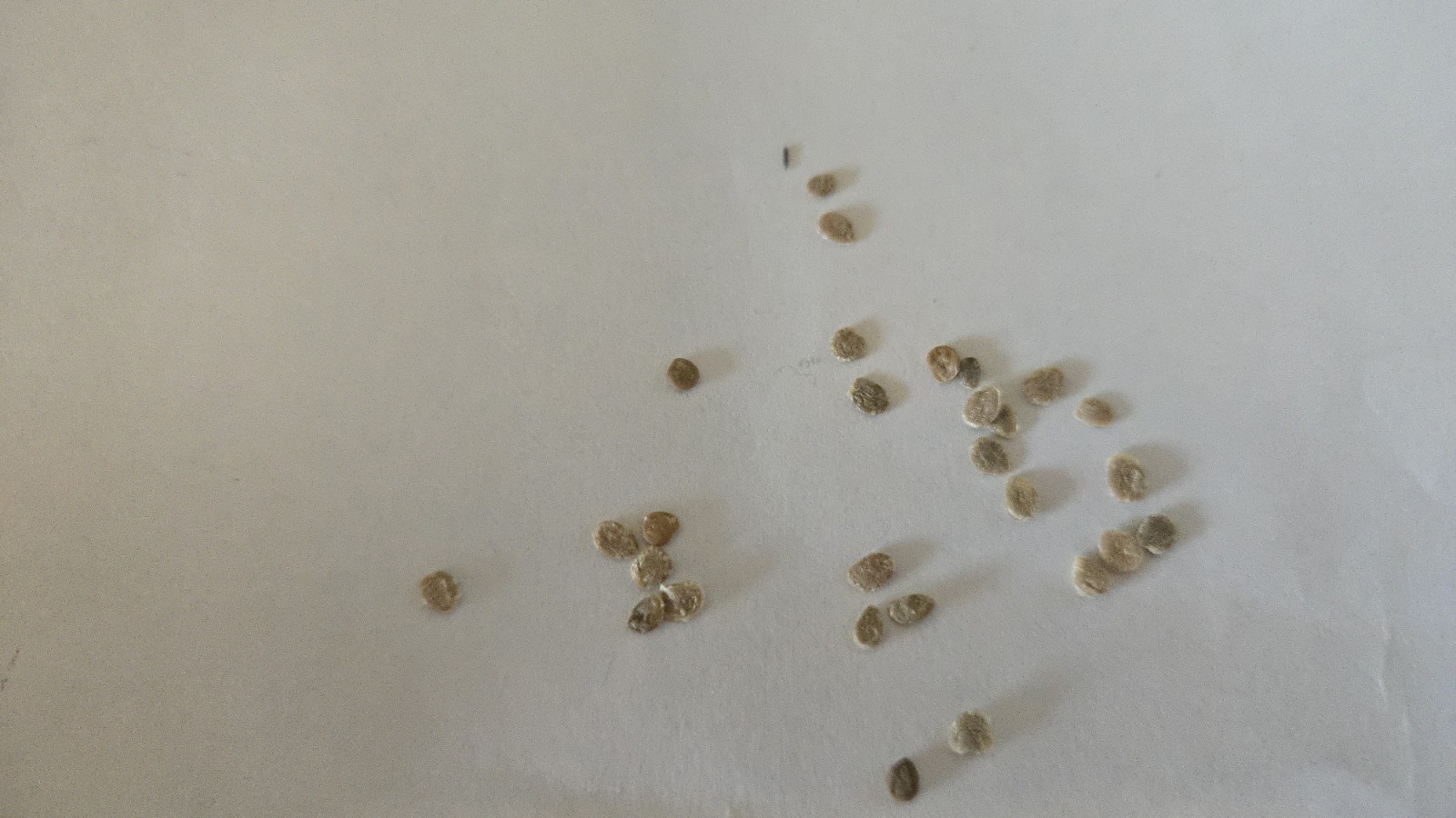 50 Seeds Big Daddy Hybrid Tomato Indeterminate