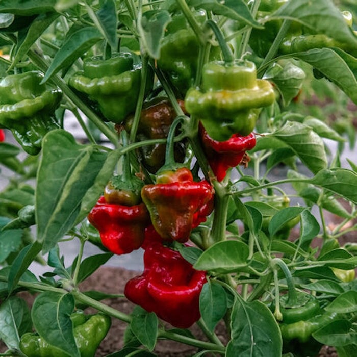 25+ RED CAP MUSHROOM HOT PEPPER SEEDS EXTREME HOT, Ớt cay Organic NON-GMO, 2024