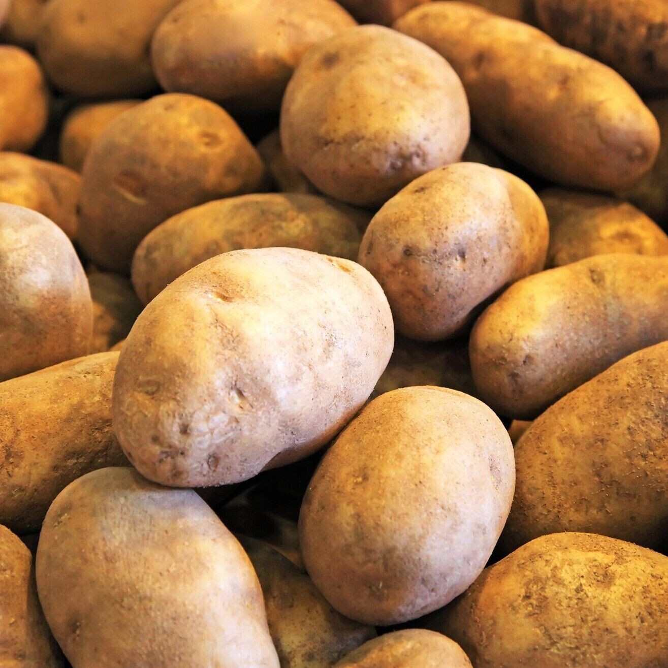 Russet Seed Potatoes | USDA Certified Planting 1lb Burbank Potato Seed 2024