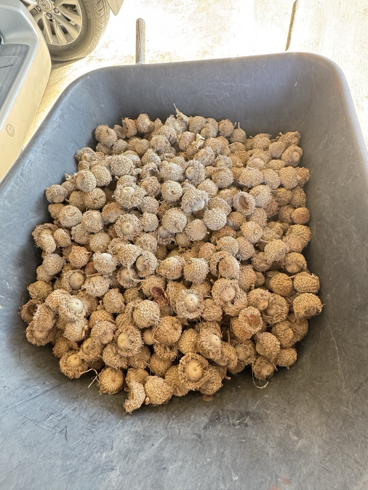 Big Bur oak Acorns. You are bidding on 12.