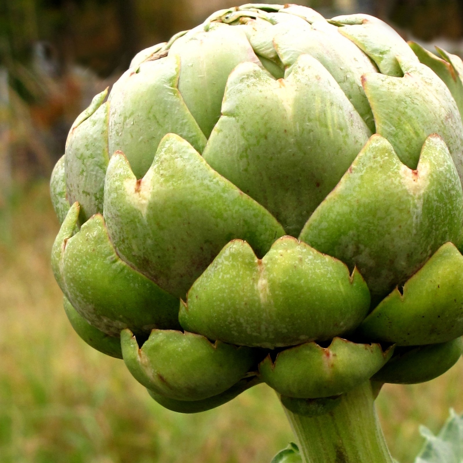 Artichoke Seeds- Green Globe- Heirloom- 20+ ’21 Seeds $1.69 Max Shipping/order
